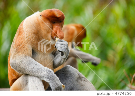 Proboscis monkeys 4774250
