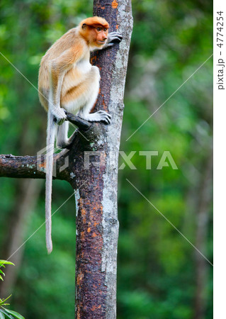 Proboscis monkey on tree Proboscis monkey on tree 4774254