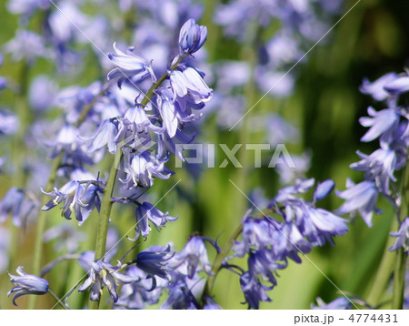 シラーカンパニュラータ(釣鐘水仙) シラーカンパニュラータ(釣鐘水仙) 4774431