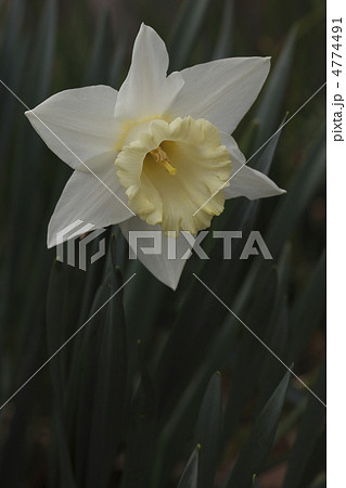 ラッパスイセン ラッパスイセン 4774491