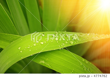Rain drops 4774762