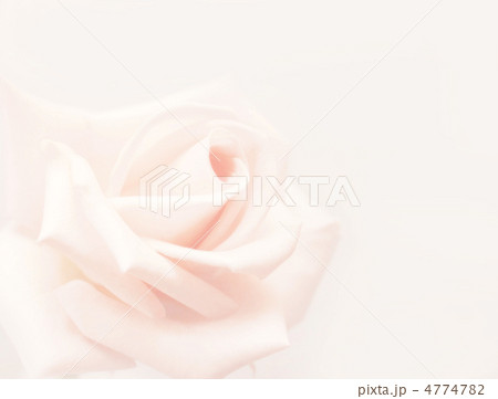 Rose Rose 4774782