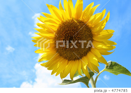 Sunflower 4774785