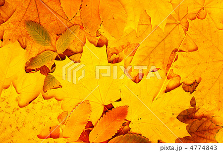 Autumn leaves Autumn leaves 4774843