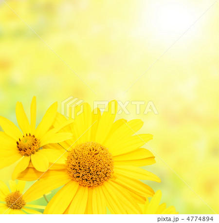 Flowers 4774894