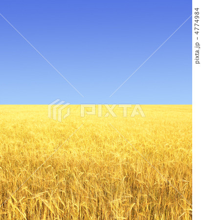 Crop of rye 4774984