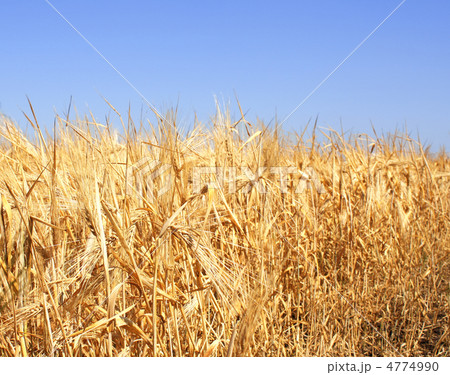 Crop of rye 4774990