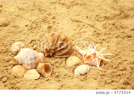 Shells on sand Shells on sand 4775014