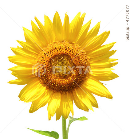 Sunflower Sunflower 4775077