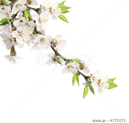 Flowers of cherry 4775272