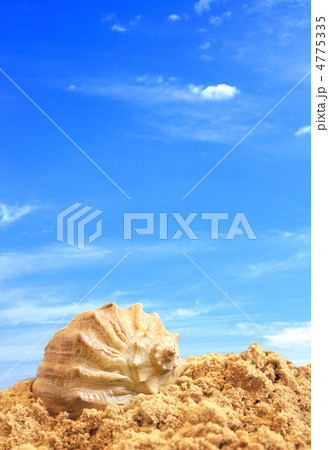 Shell on sand Shell on sand 4775335