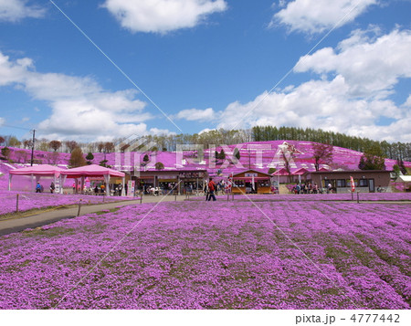 北海道大空町東藻琴芝桜公園 4777442