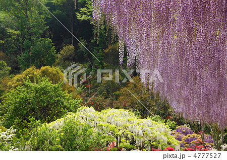 5月　オオナガフジ・マメ科02あしかがフラワーパーク 4777527