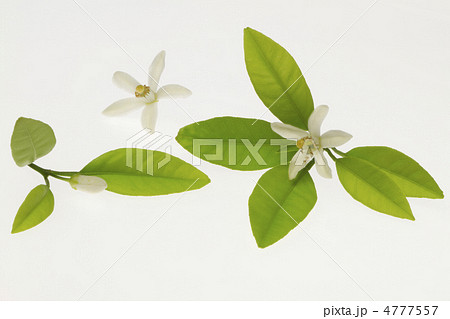 みかんの花 4777557