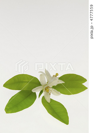 みかんの花 みかんの花 4777559