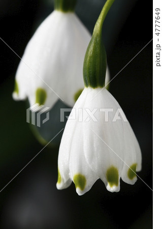 鈴蘭水仙 4777649