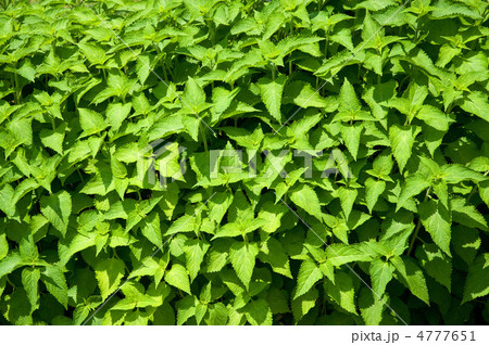 延命草 4777651