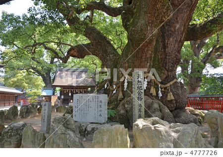 宇美八幡宮 湯蓋の森  4777726