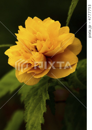 八重山吹 4777753