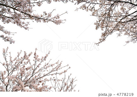 桜切り抜きの写真素材