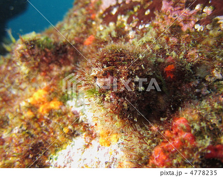 コケギンポ コケギンポ 4778235