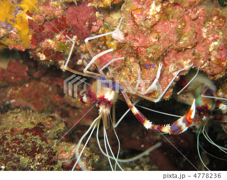 オトヒメエビ 4778236