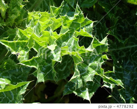 ミルクシスル 4778292