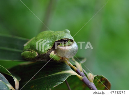 鳴嚢を膨らませた蛙 4778375