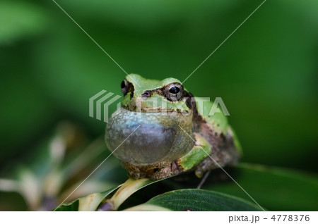 鳴嚢を膨らませた蛙 鳴嚢を膨らませた蛙 4778376