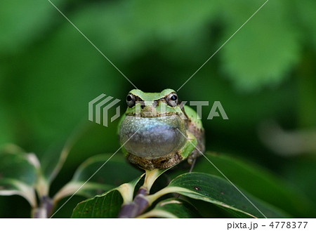鳴嚢を膨らませた蛙 鳴嚢を膨らませた蛙 4778377