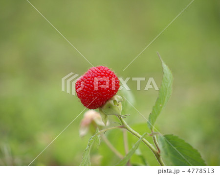 野イチゴ 4778513