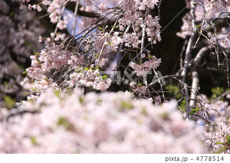 三春の滝桜 4778514