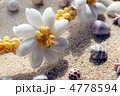 砂浜 4778594