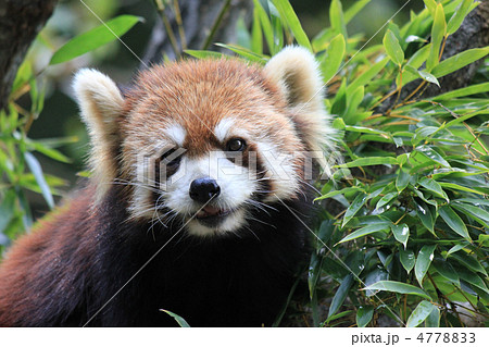 レッサーパンダ 4778833