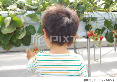 いちご狩り 4778853