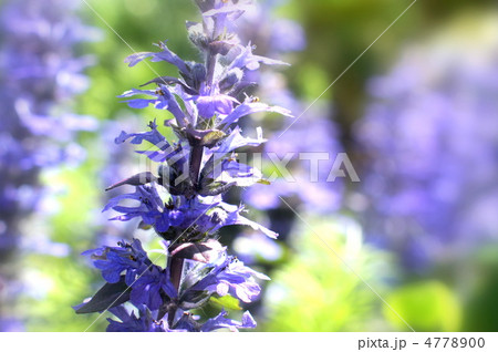 アジュガ・レプタンス 4778900