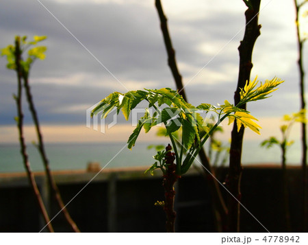 緑と海 緑と海 4778942