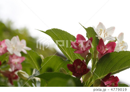 はこねうつぎ 4779019