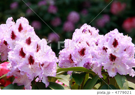 しゃくなげ しゃくなげ 4779021