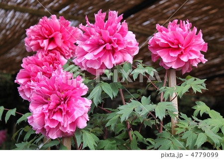 大輪の牡丹（ピンク） 4779099