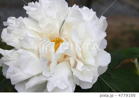 大輪の牡丹(白) 大輪の牡丹(白) 4779100