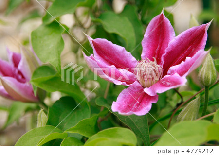 クレマチス 4779212