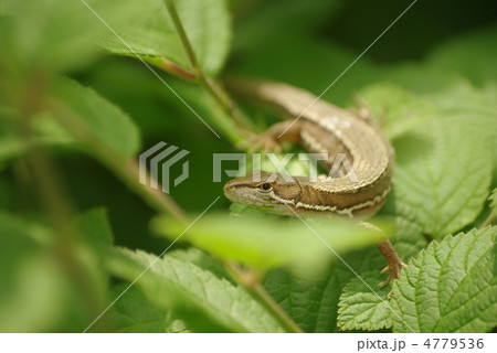 ユスラウメの葉の上でひなたぼっこをするカナヘビ 4779536