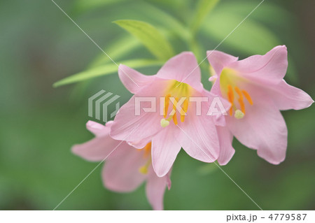 ヒメサユリ 4779587