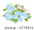 紫陽花 4779824