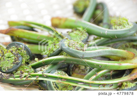 こごみ こごみ 4779878