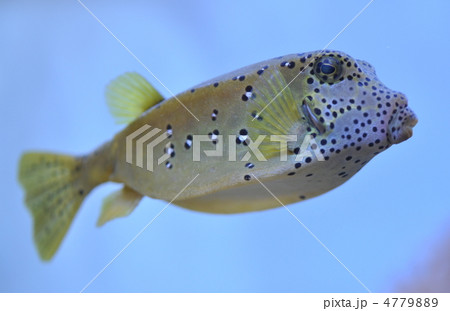 はこふぐ 4779889