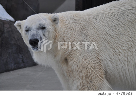 白熊 4779933