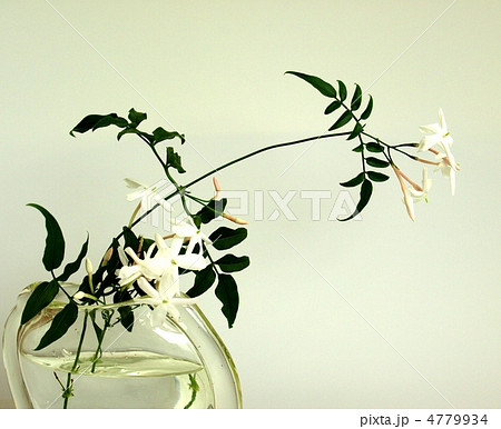 花瓶に入れたジャスミン、白背景 4779934