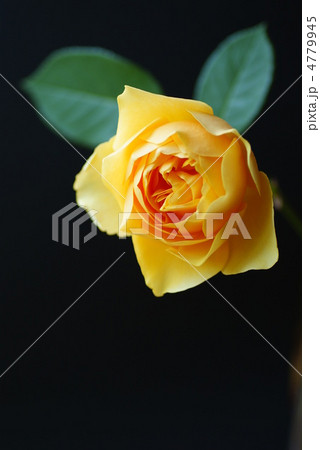 黄色いバラ 黒背景 黄色いバラ 黒背景 4779945
